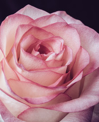 fresh pale pink rose