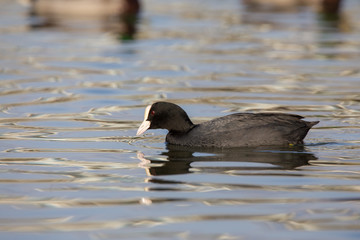 Eurasian coot Fulica atra duck
