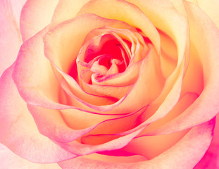 Fototapeta na wymiar fresh pale pink rose