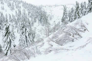 Icy snowy fir trees on winter hill.