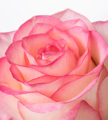 Fototapeta na wymiar fresh pale pink rose