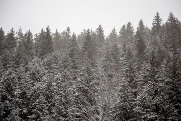 Snow covered trees and Christmas trees during snowfall in the mountains, the Western Caucasus