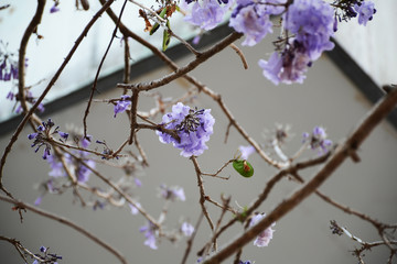 Season change and fall down flowers