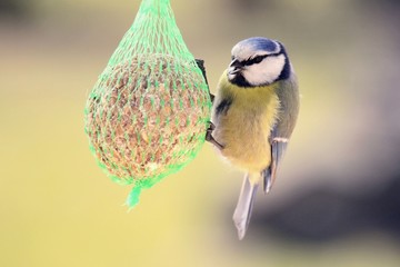 Chickadee