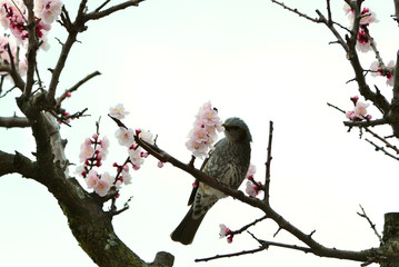 ひよどりとあんずの花