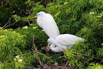 Two Great White Egrets nesting in bushes beside a lake in Florida.