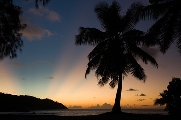 Fototapeta na wymiar Tropical beach sunset, palm tree, horizon and sunbeams