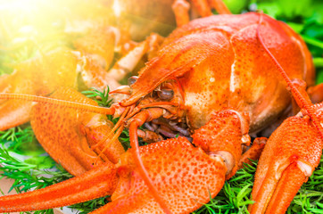 boiled crayfish with herbs
