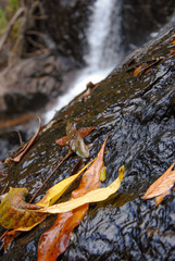 fallen leaves on wet stones near Dinner Falls 
Mount Hypipamee National Park, North Queensland, Australia