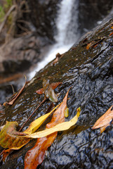 fallen leaves on wet stones near Dinner Falls 
Mount Hypipamee National Park, North Queensland, Australia