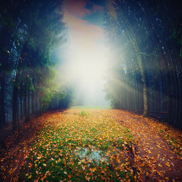 Fototapeta magic autumn sunlight