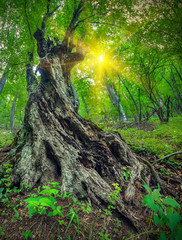 Under big green tree