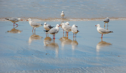seagulls on the sandy beach
Nelson Bay, New South Wales, Australia