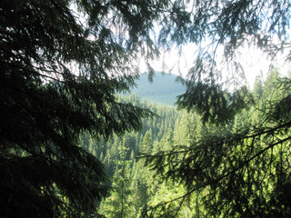 The Ukrainian mountains are Carpathians. A kind is on a top from a pine-wood