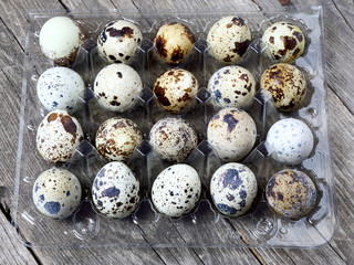 Quail eggs in a plastic tray , close-up