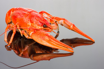 crayfish on a dark background