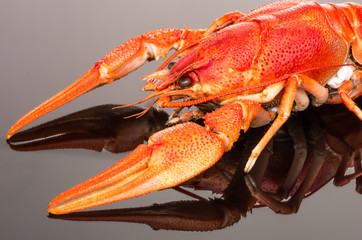crayfish on a dark background