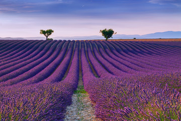 Panele Szklane  Beautiful colors purple lavender fields near Valensole, Provence