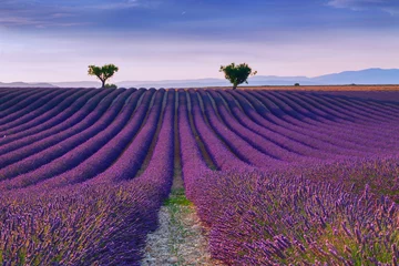 Deurstickers Lavendel Prachtige kleuren paarse lavendelvelden bij Valensole, Provence
