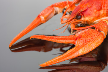crayfish on a dark background