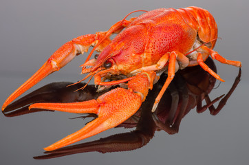 crayfish on a dark background