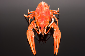 crayfish on a dark background