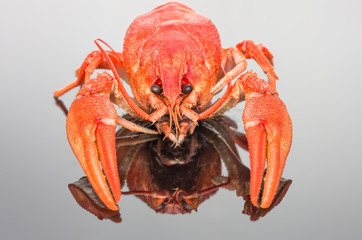 crayfish on a dark background
