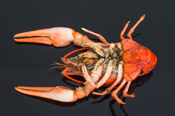 crayfish on a dark background