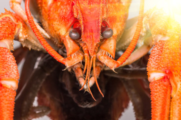 crayfish on a dark background