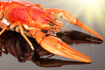 crayfish on a dark background