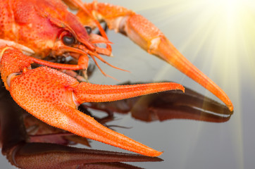 crayfish on a dark background