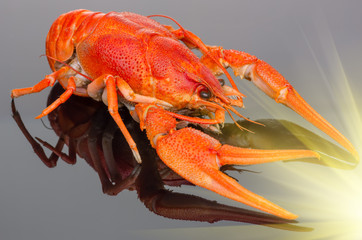 crayfish on a dark background