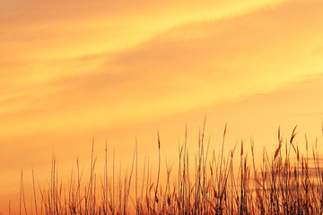 Orange Sky and reeds at sunset