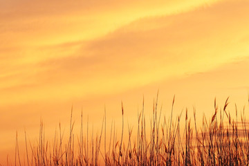 Fototapeta premium Orange Sky and reeds at sunset