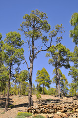 Fototapeta na wymiar Pine forest (Pinus canariensis) at Tenerife in the Spanish Canary Islands