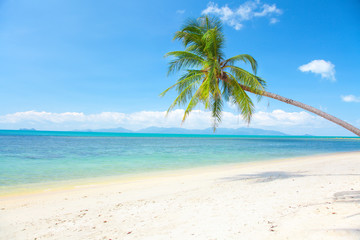 tropical beach with coconut palm and sea