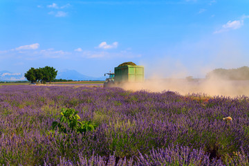 Plakat Beautiful colors purple lavender fields near Valensole, Provence