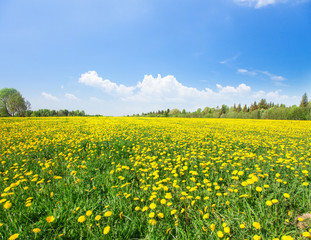 Yellow flowers  field under blue sky
