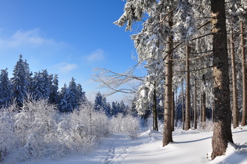 Winter im Thüringer Wald