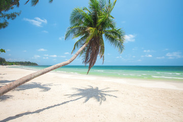 tropical beach with coconut palm and sea