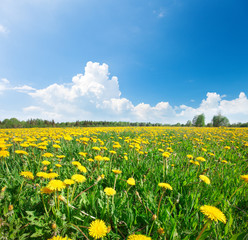 Fototapeta premium Green field with flowers under blue cloudy sky