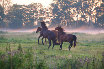 playful horses on pasture at sunrise © Olha Rohulya