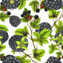 Fototapety  Seamless pattern with hand drawn blackberries