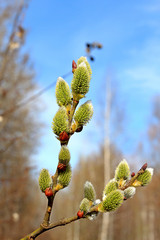 spring buds