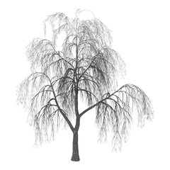3D Illustration Willow on White © photosvac