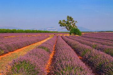 Fototapeta na wymiar Beautiful colors purple lavender fields near Valensole, Provence