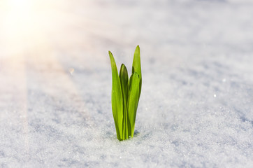 green sprout in snow