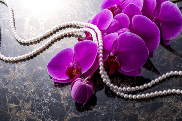 ピンクの胡蝶蘭