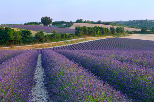 Beautiful colors purple lavender fields near Valensole, Provence