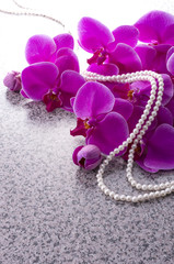 ピンクの胡蝶蘭